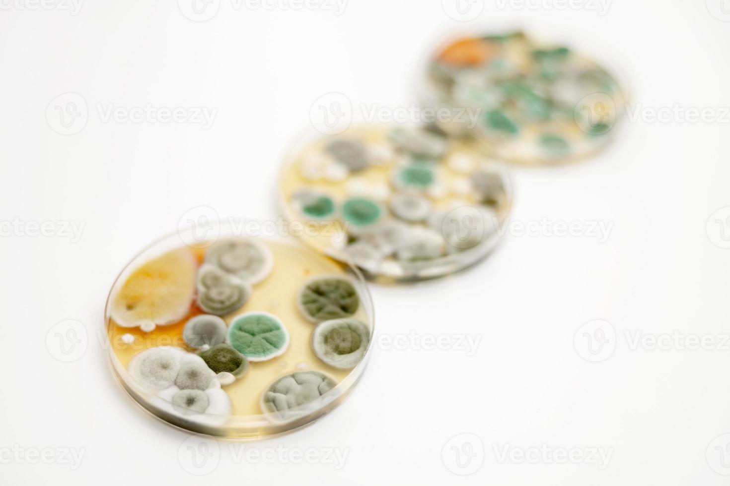 Mold samples on white background. A petri dish with colonies of microorganisms for bacteriological analysis in a microbiological laboratory. Close up view of mould. photo