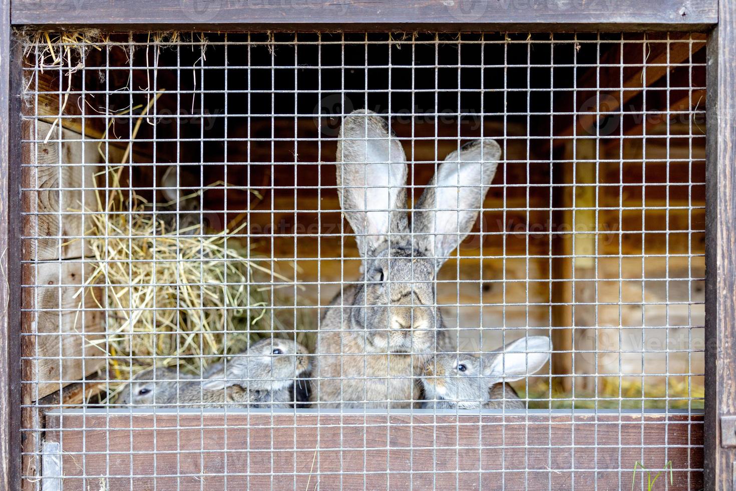 lindos conejos en la granja de animales en la conejera. conejito en jaula en granja ecológica natural. ganadería animal y agricultura ecológica. foto