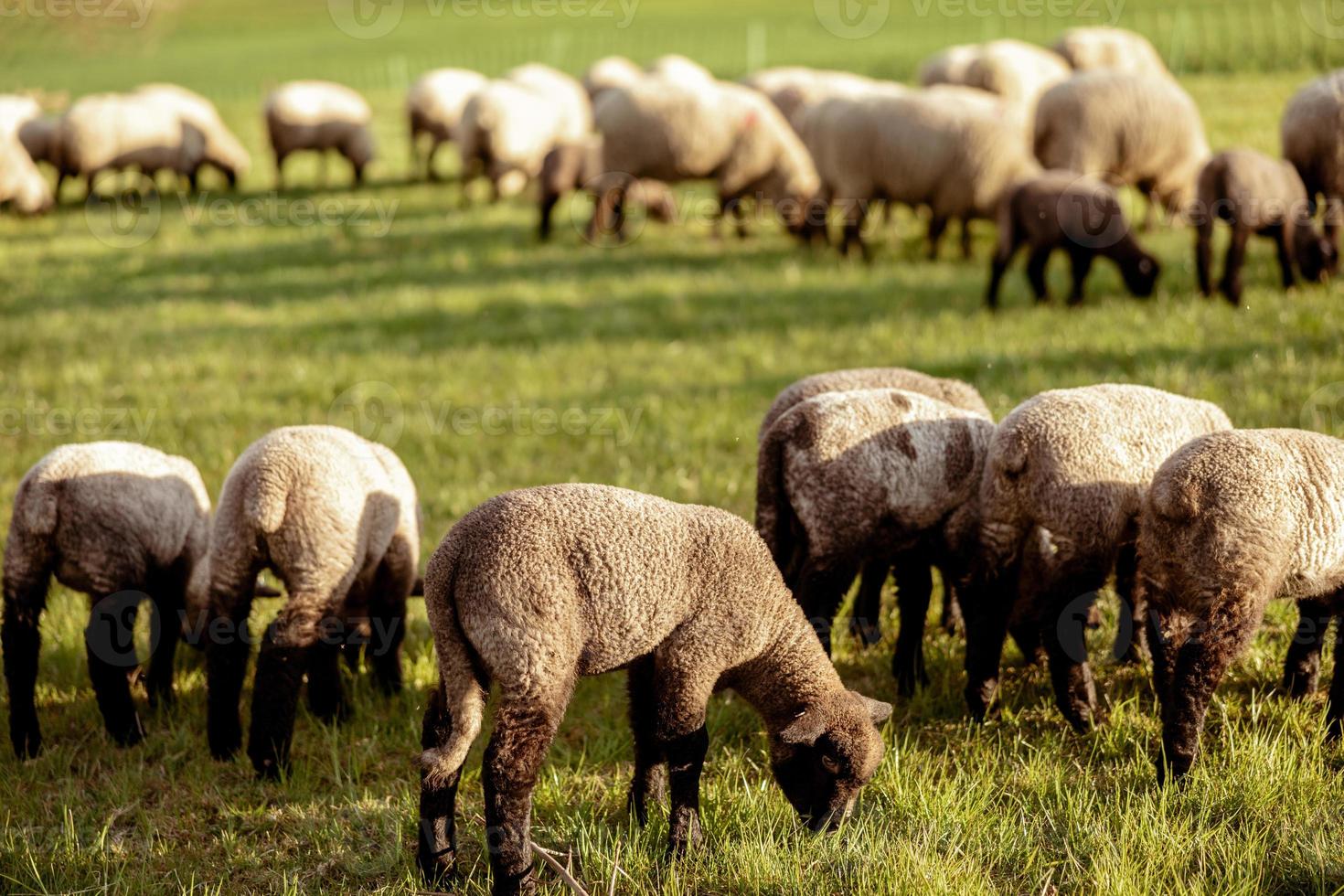 Flock of sheep on field. Sheep and lamb on the meadow eating grass in the herd. Farming outdoor. Beautiful landscape. Animals of farm. Sunny evening, amazing weather. photo