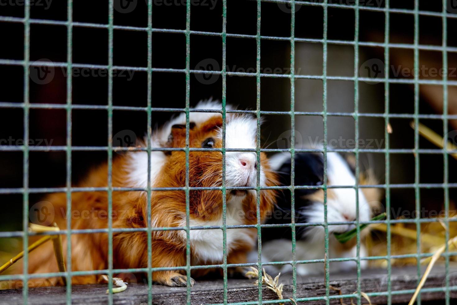 Cute guinea pigs on animal farm in hutch. Guinea pig in cage on natural eco farm. Animal livestock and ecological farming. photo