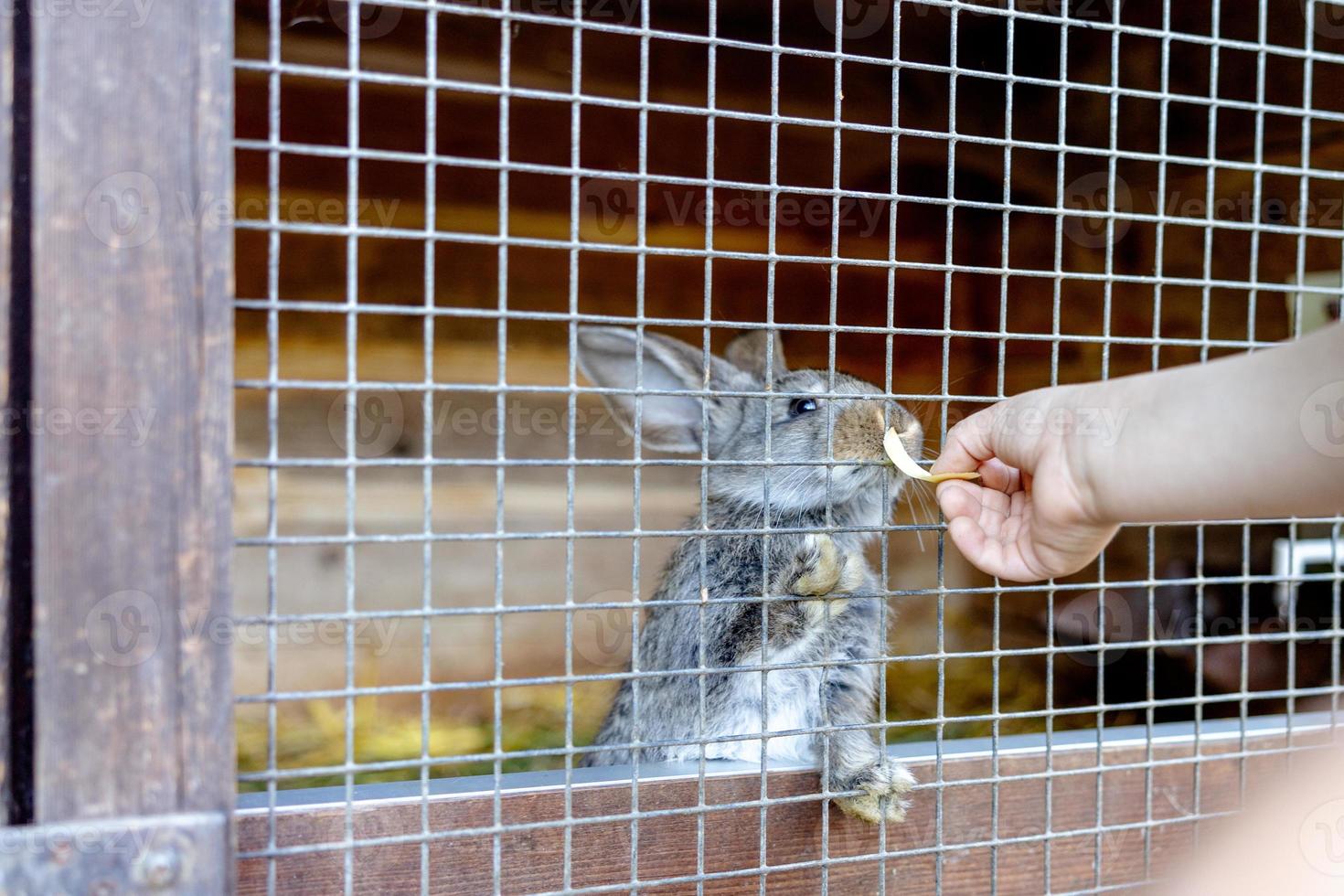 Cute rabbit on animal farm in rabbit-hutch. Bunny in cage on natural eco farm. Animal livestock and ecological farming. Child feeding a pet rabbit through the gap in the cage. photo