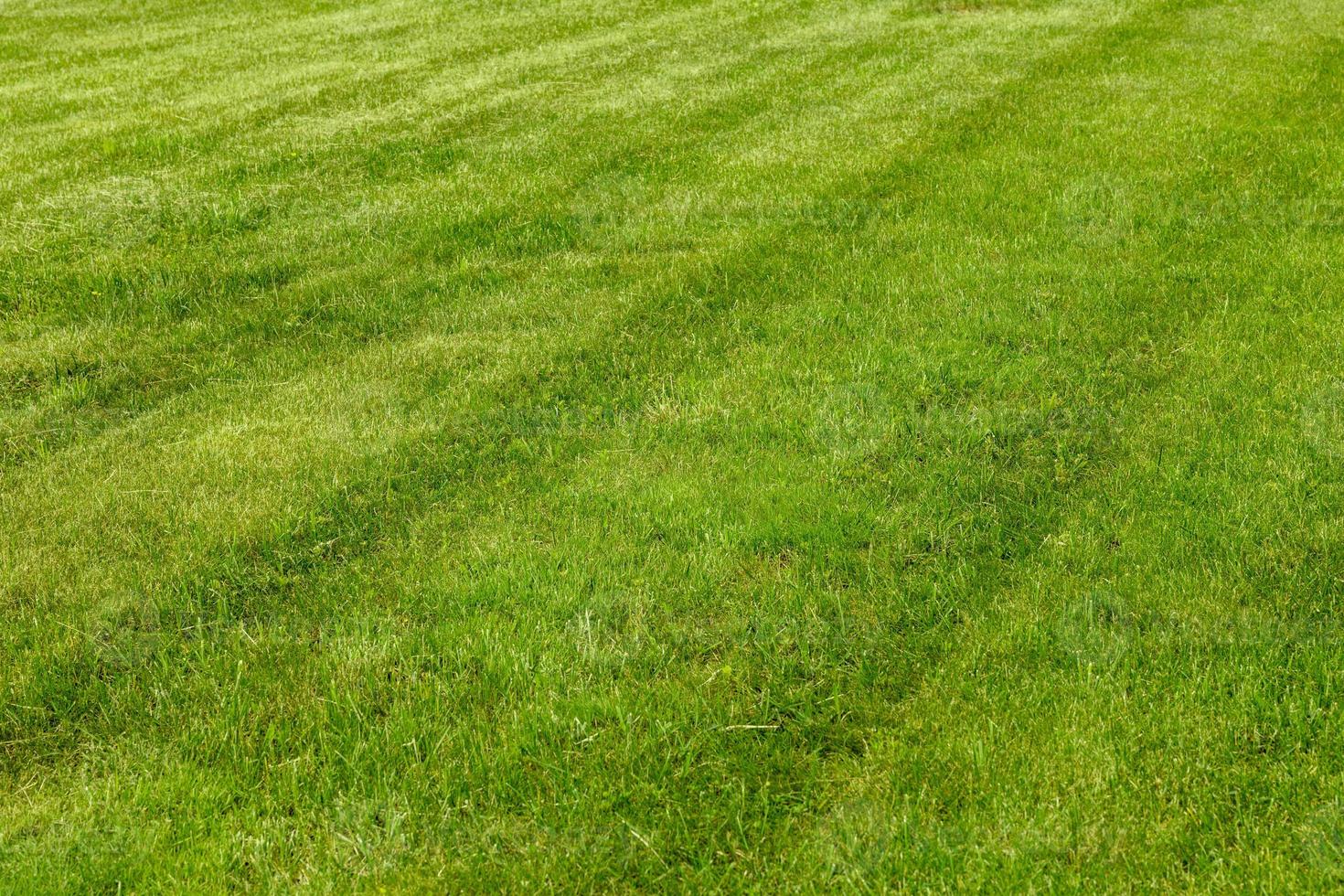 Perfectly and freshly mowed garden lawn in summer. Close-up view of green grass, natural background texture. Trimmed grass, field. photo