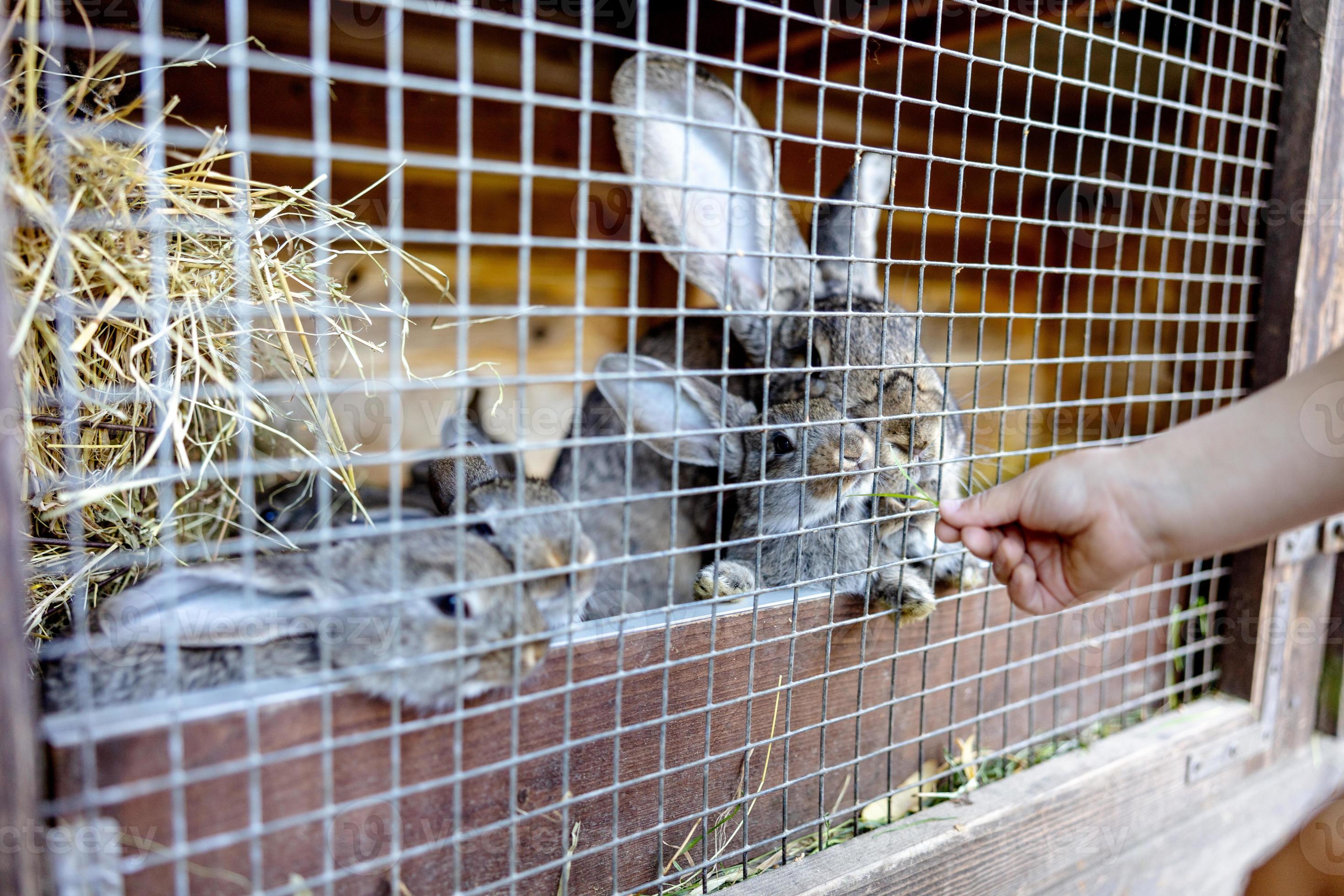 Cute rabbits on animal farm in rabbit-hutch. Bunny in cage on natural eco farm. Animal livestock and ecological farming. Child feeding a pet rabbit through the gap in the cage. 15591171 Stock Cute rabbits on animal farm in rabbit-hutch. Bunny in cage on natural eco farm. Animal livestock and ecological farming. Child feeding a pet rabbit through the gap in the cage. 15591171 Stock