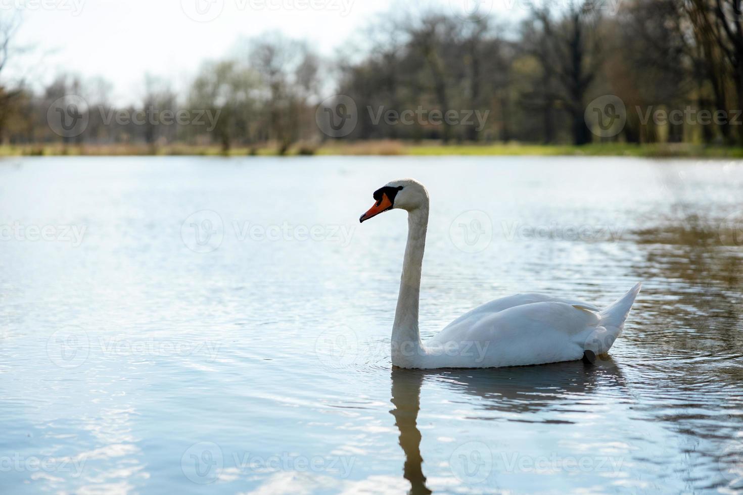 cisne blanco en la naturaleza. un hermoso cisne nadando en el lago. agua azul, clima soleado, belleza de la naturaleza. cygnus olor. vista de primer plano foto