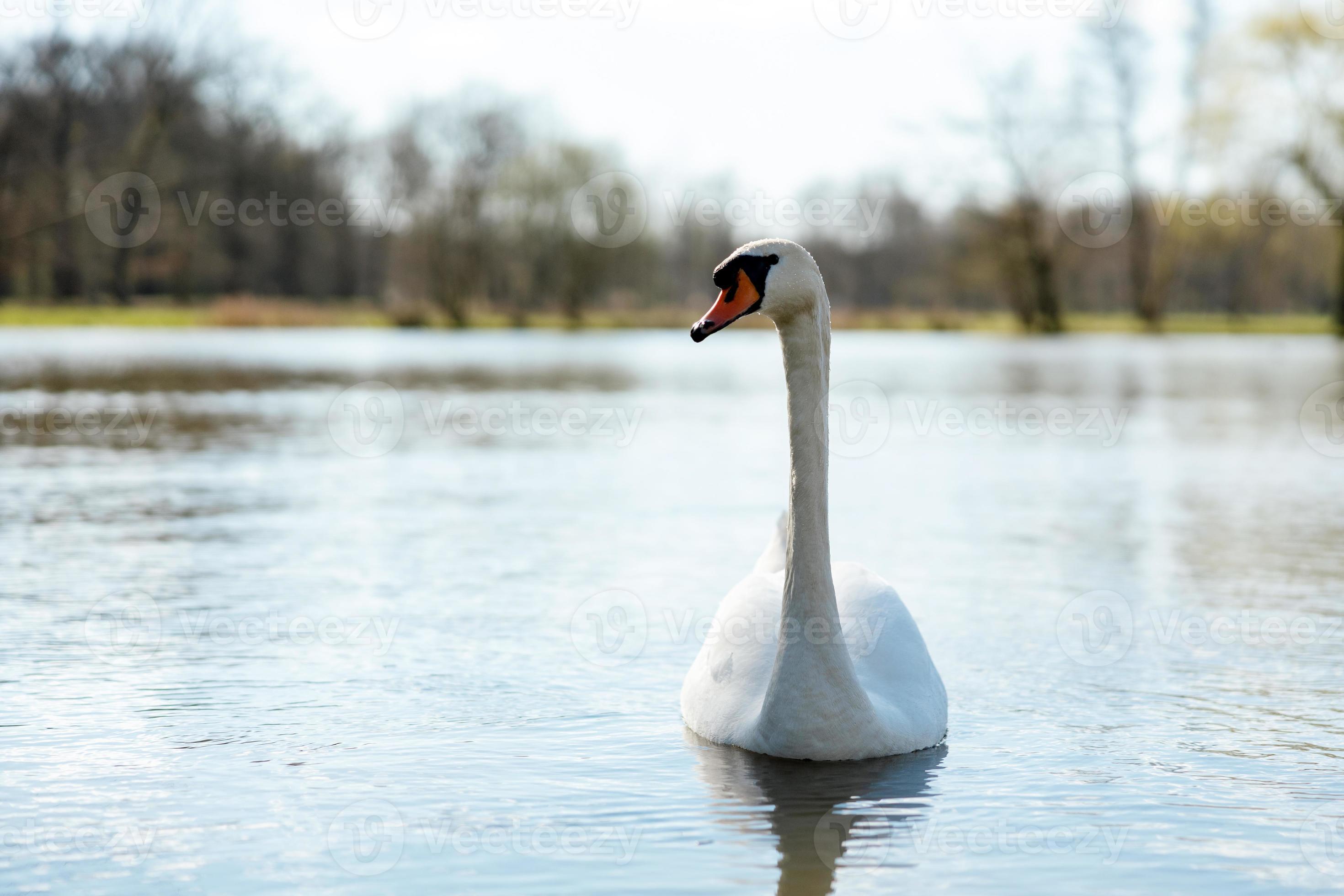 White swan in the wild. A beautiful swan swimming in the lake. Blue