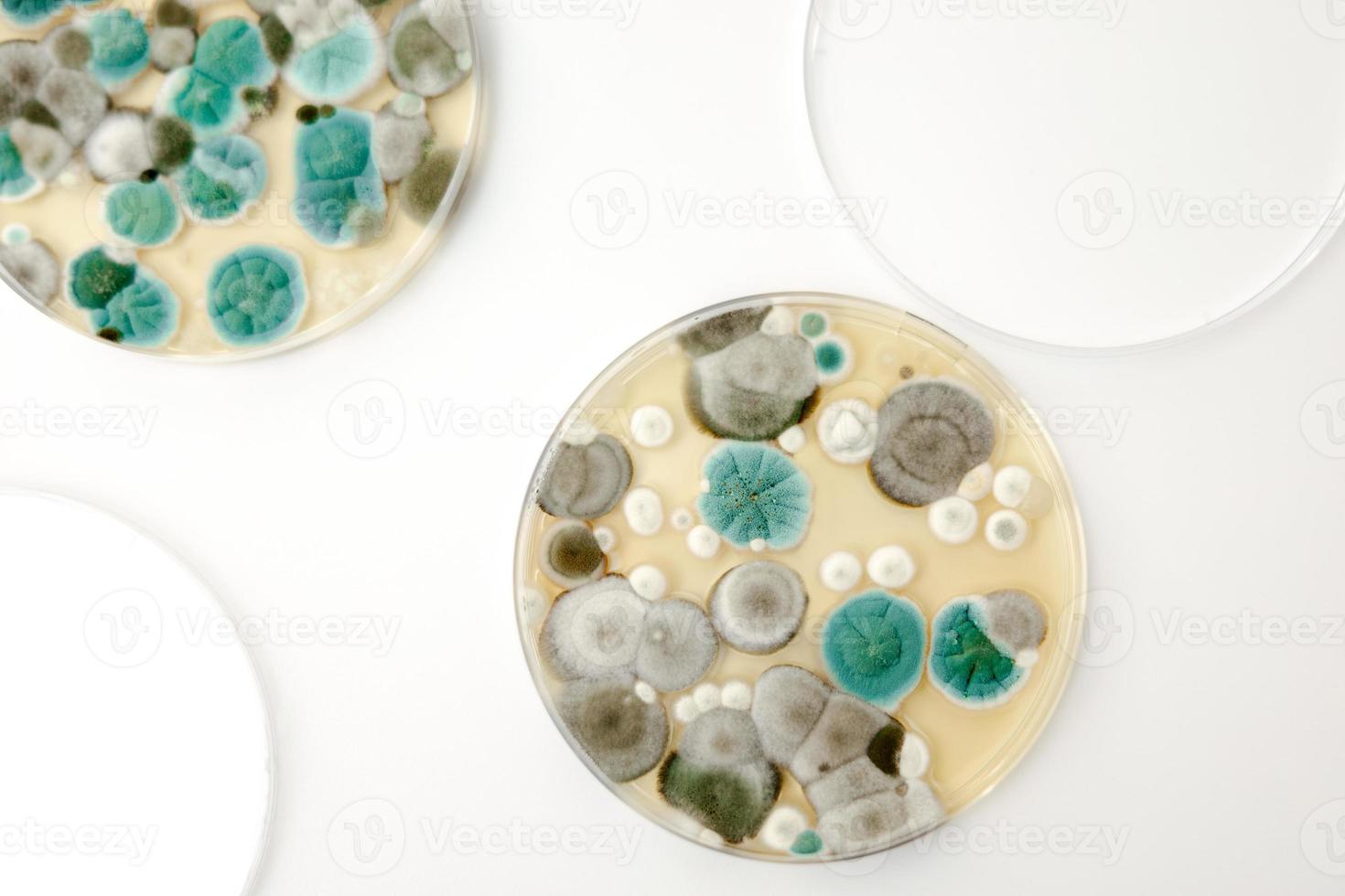 Mold samples on white background. A petri dish with colonies of microorganisms for bacteriological analysis in a microbiological laboratory. Close up view of mould. photo