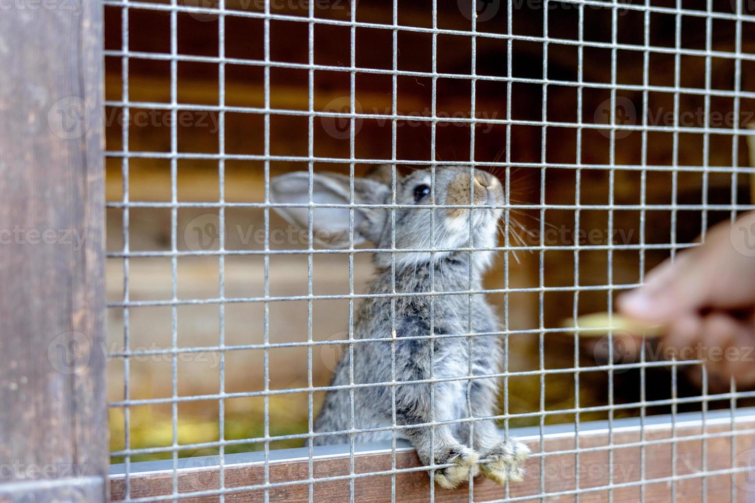 Cute rabbit on animal farm in rabbit-hutch. Bunny in cage on natural eco farm. Animal livestock and ecological farming. Child feeding a pet rabbit through the gap in the cage. photo