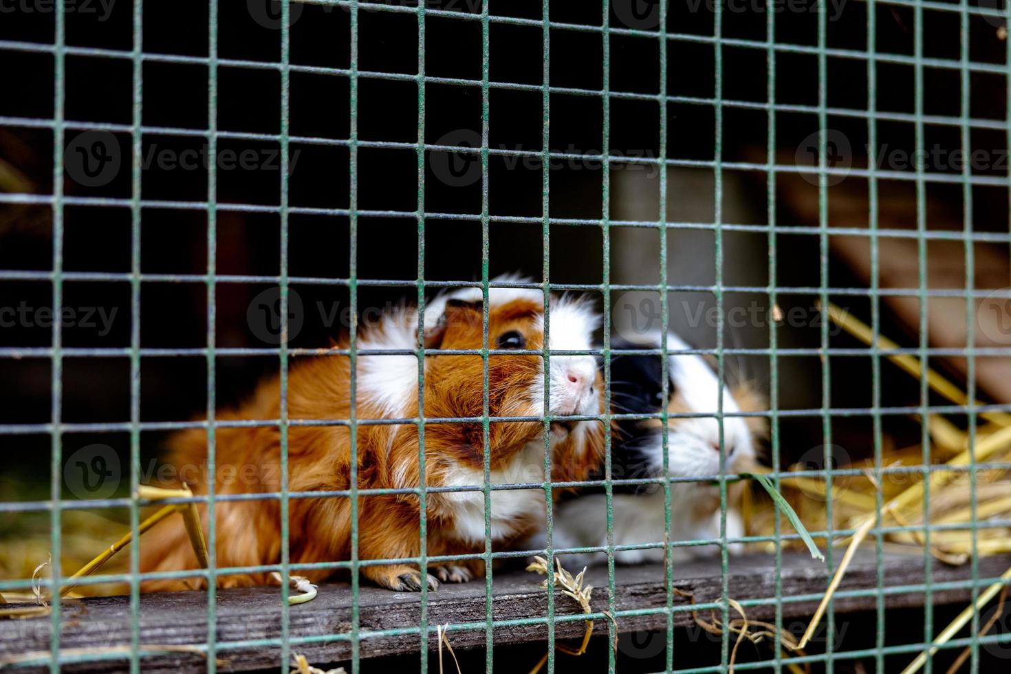 Cute guinea pigs on animal farm in hutch. Guinea pig in cage on natural eco farm. Animal livestock and ecological farming. photo