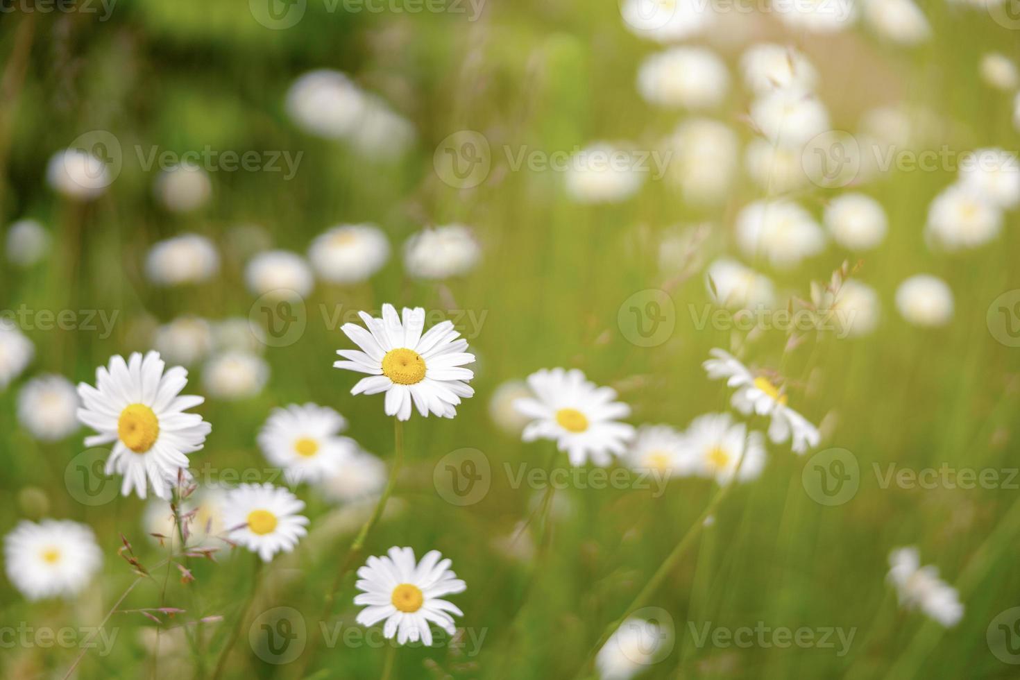 Field of camomiles. Camomile daisy flowers, sunny day. Summer daisies. Beautiful nature scene with blooming medical chamomilles. Alternative medicine. Spring flower background. Beautiful meadow. photo