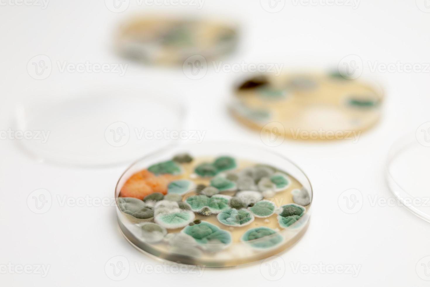 muestras de moho sobre fondo blanco. una placa de petri con colonias de microorganismos para análisis bacteriológico en un laboratorio microbiológico. vista de cerca del molde. foto