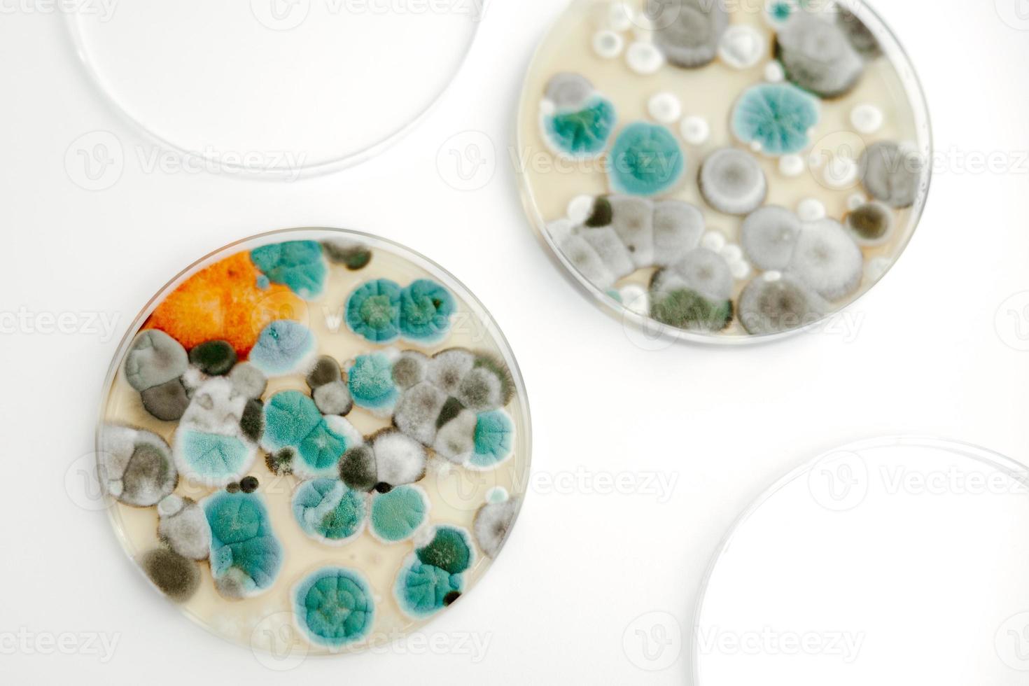 Mold samples on white background. A petri dish with colonies of microorganisms for bacteriological analysis in a microbiological laboratory. Close up view of mould. photo