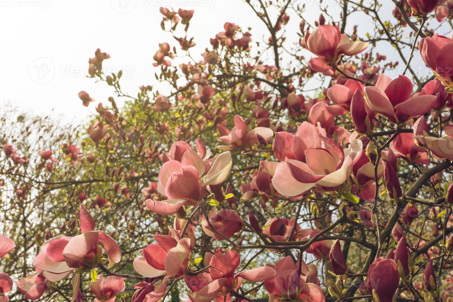 flores de magnolia rosa florecientes. rama de magnolio 15591831 Foto de  stock en Vecteezy