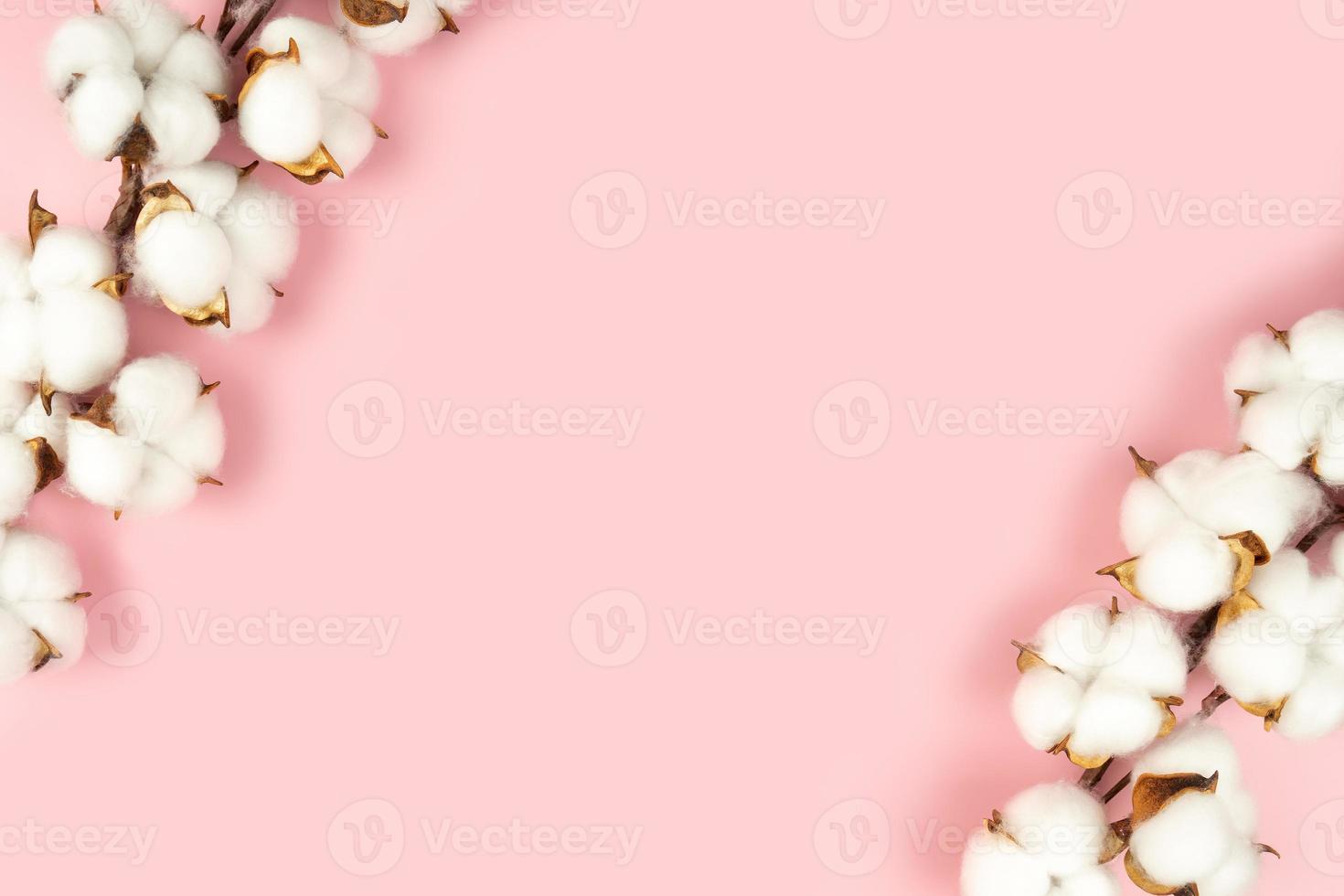 Branch of cotton flowers on pink background flat lay, copy space photo