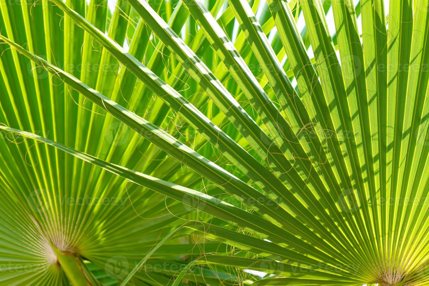 Sun shining through palm green leaves. Natural background texture. photo