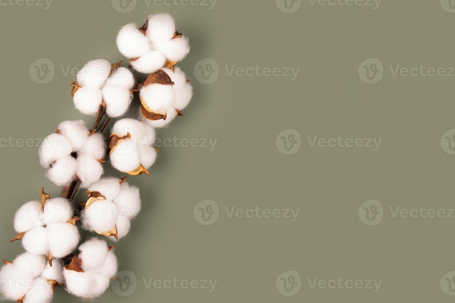 Branch of cotton flowers on green background flat lay, copy space photo