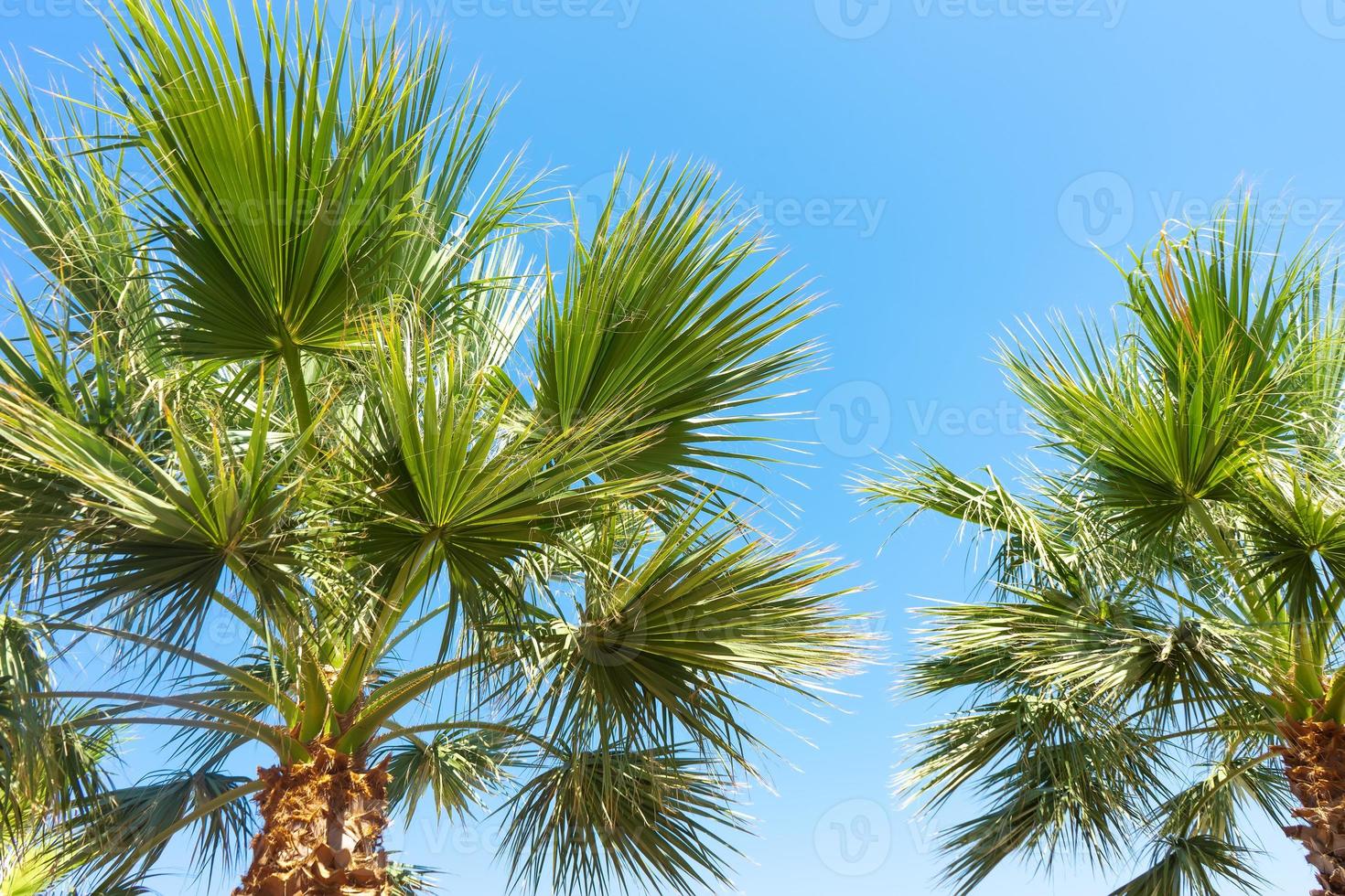 Green palm tree on blue sky background photo