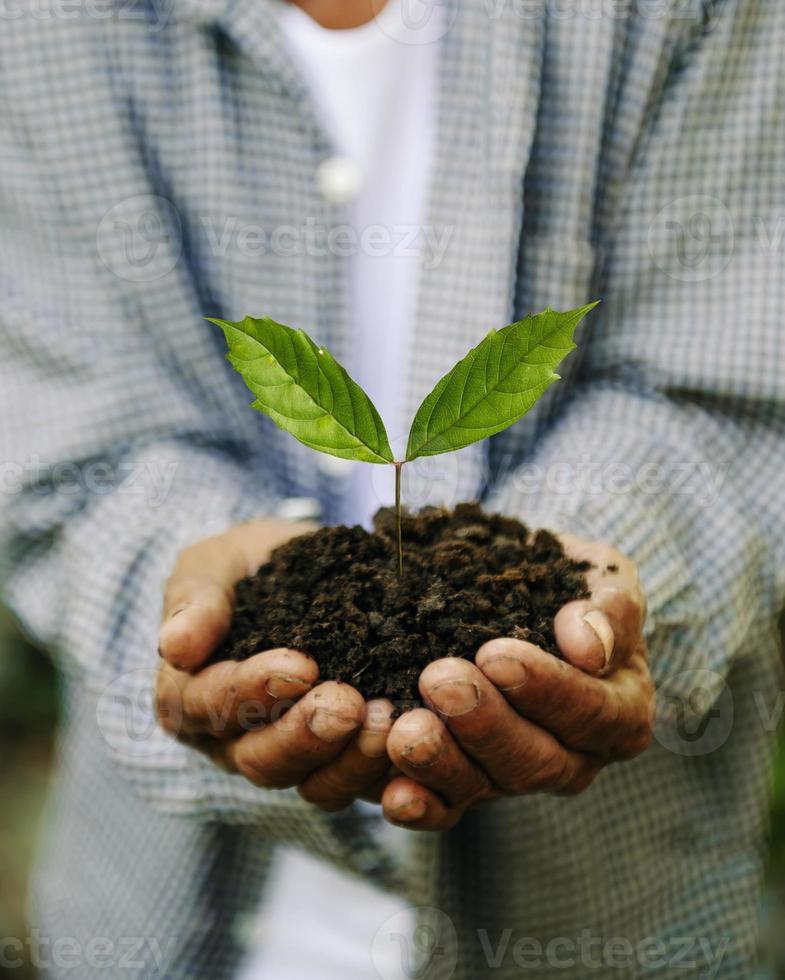 The old man hand holding Seedling, for care and Seeding,new life concept. photo