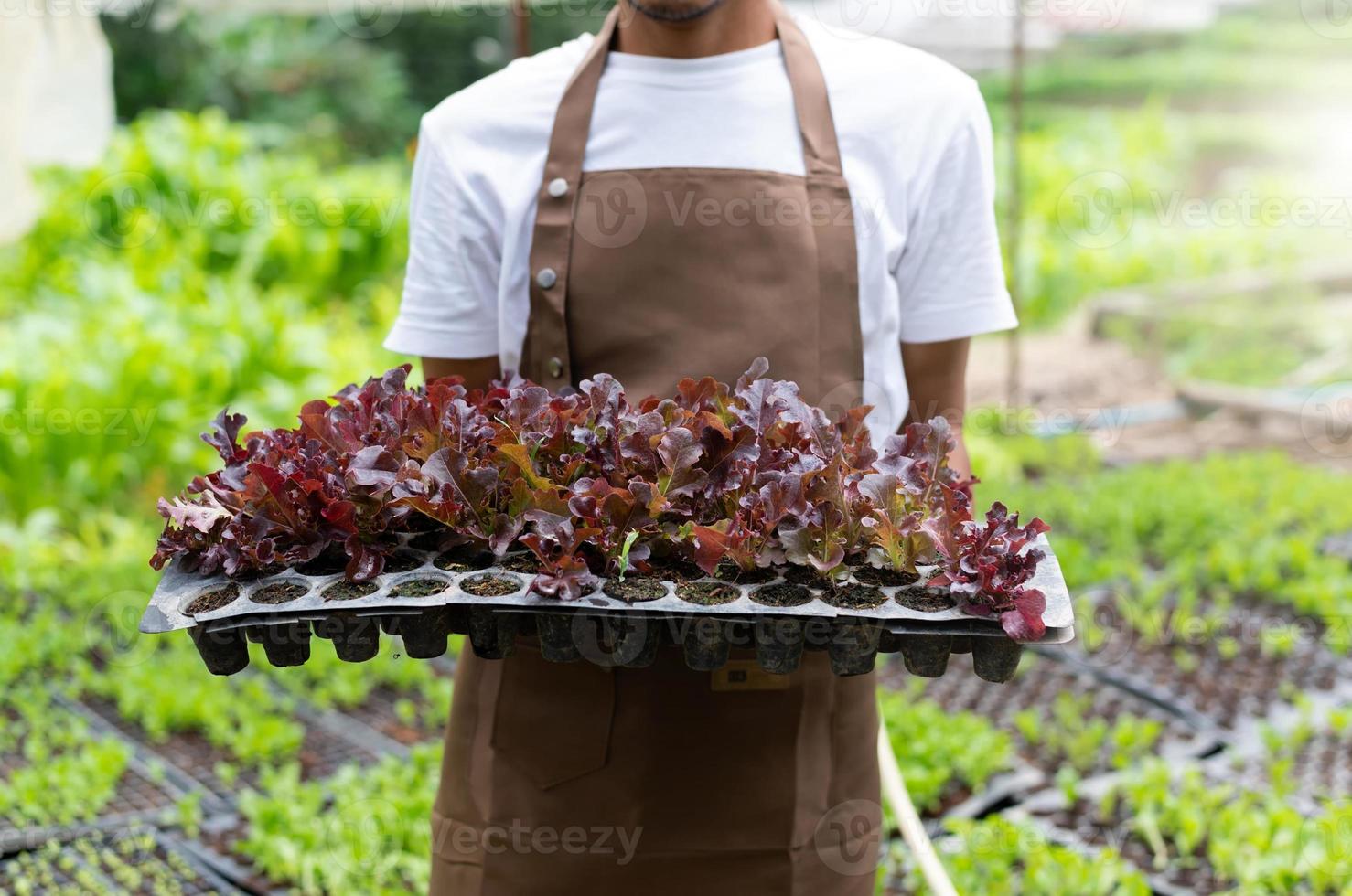 farmers man hand harvest fresh salad vegetables in hydroponic plant system farms in the greenhouse to market. photo