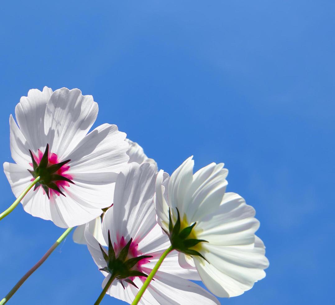 Low Angle View Of white cosmos Flowering Plants Against Blue Sky photo