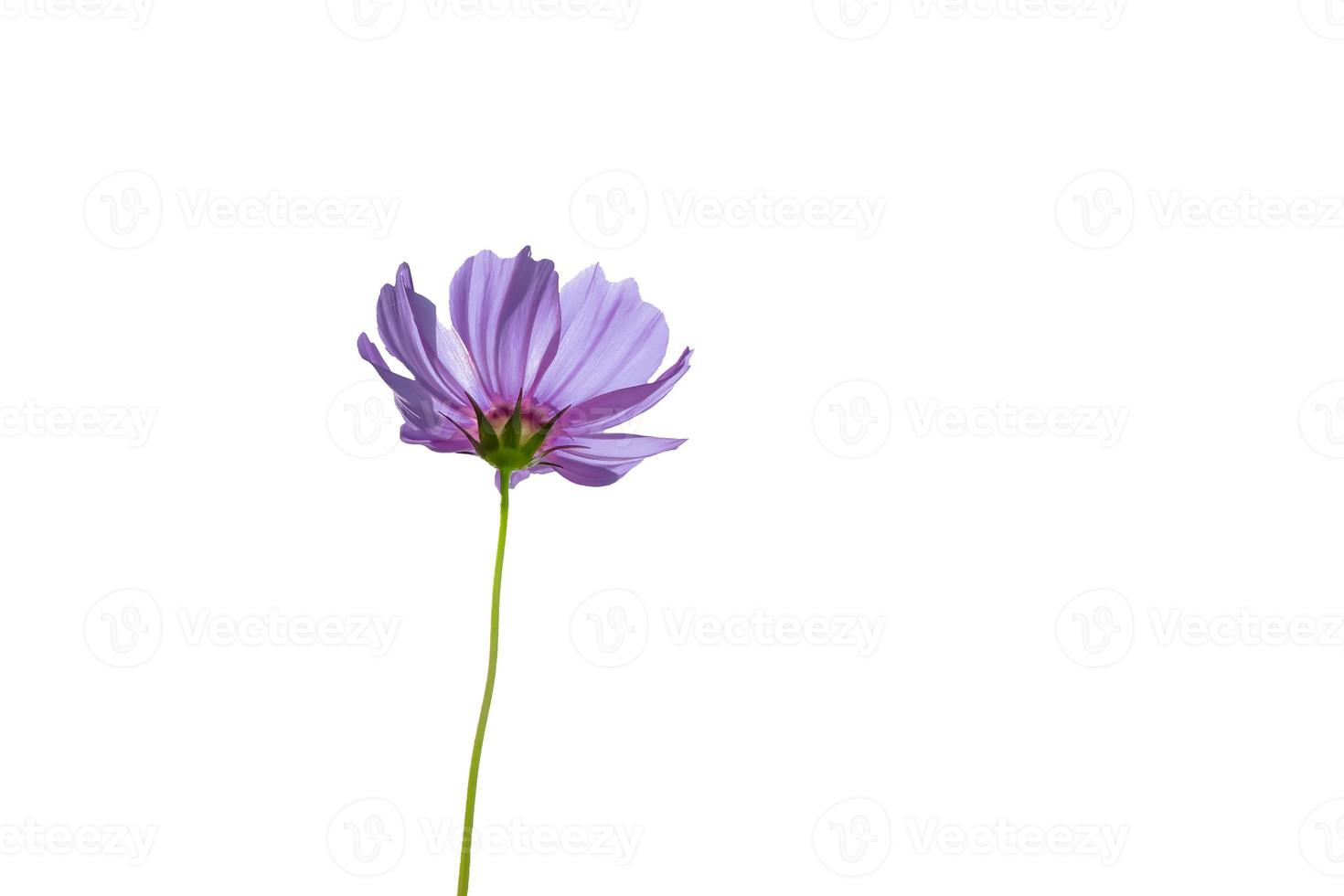 Pink cosmos flower on white background photo