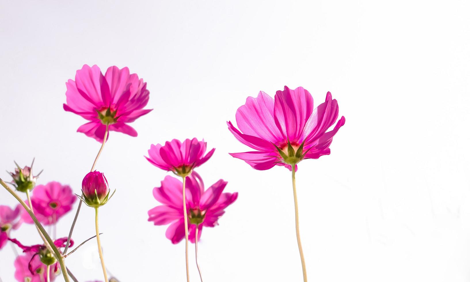 pink cosmos flower blossom on field. Beautiful growing and flowers on white background photo