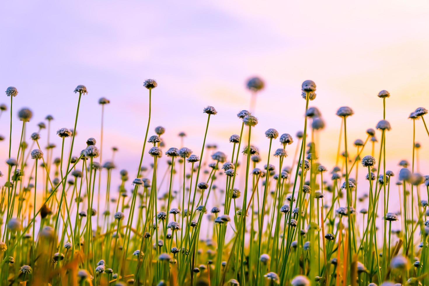 campo de flores de hierba blancahermoso crecimiento y florecimiento salvaje foto