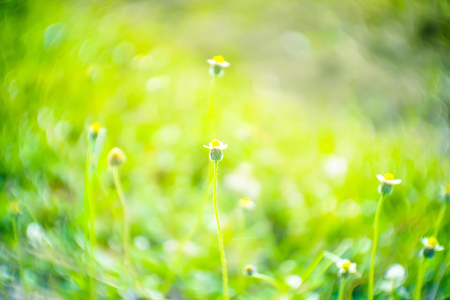 Blurred,Soft light and green fresh nature meadow grass flowers of bokeh background photo