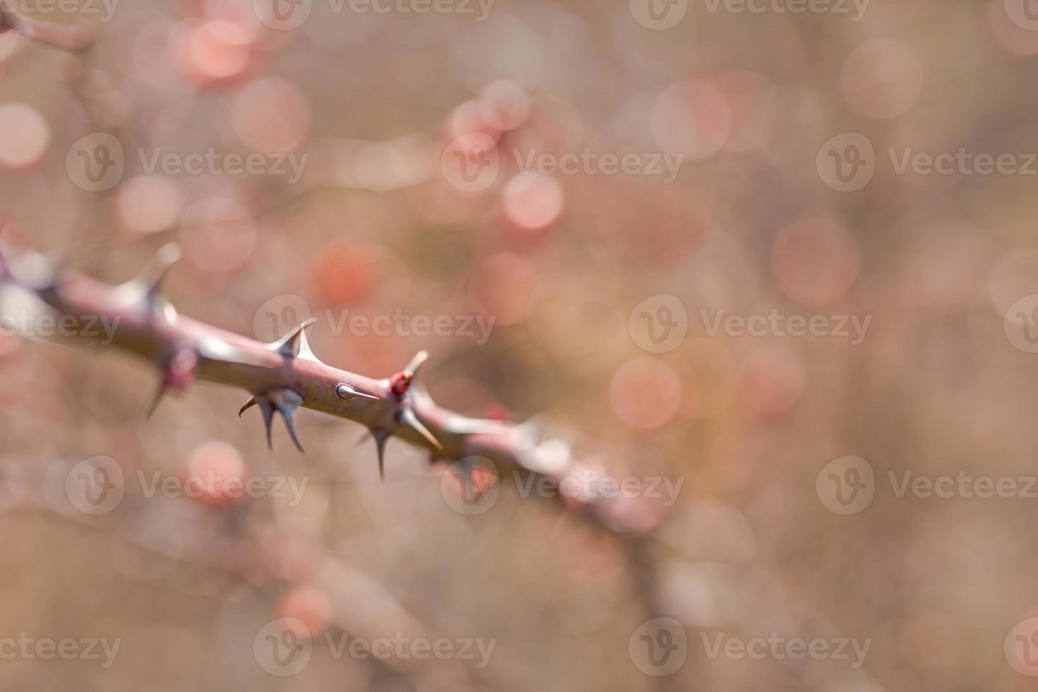 Part of the stem roses with thorns isolated on blurred background photo