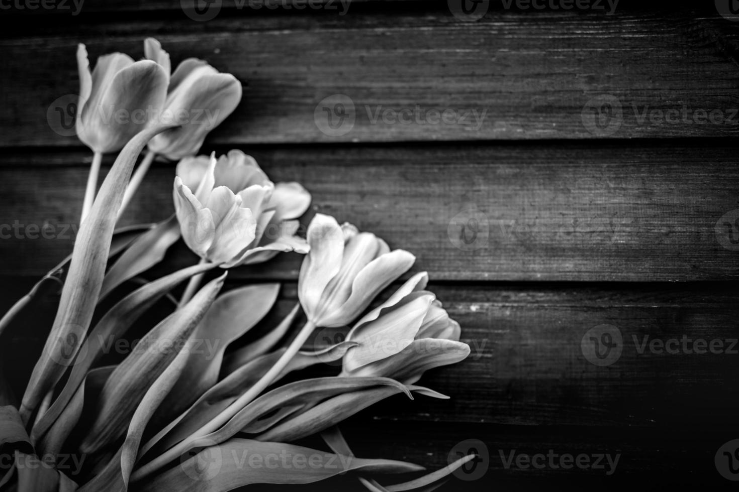 Beautiful dramatic monochrome blooming parrot tulip against on dark wooden background. photo