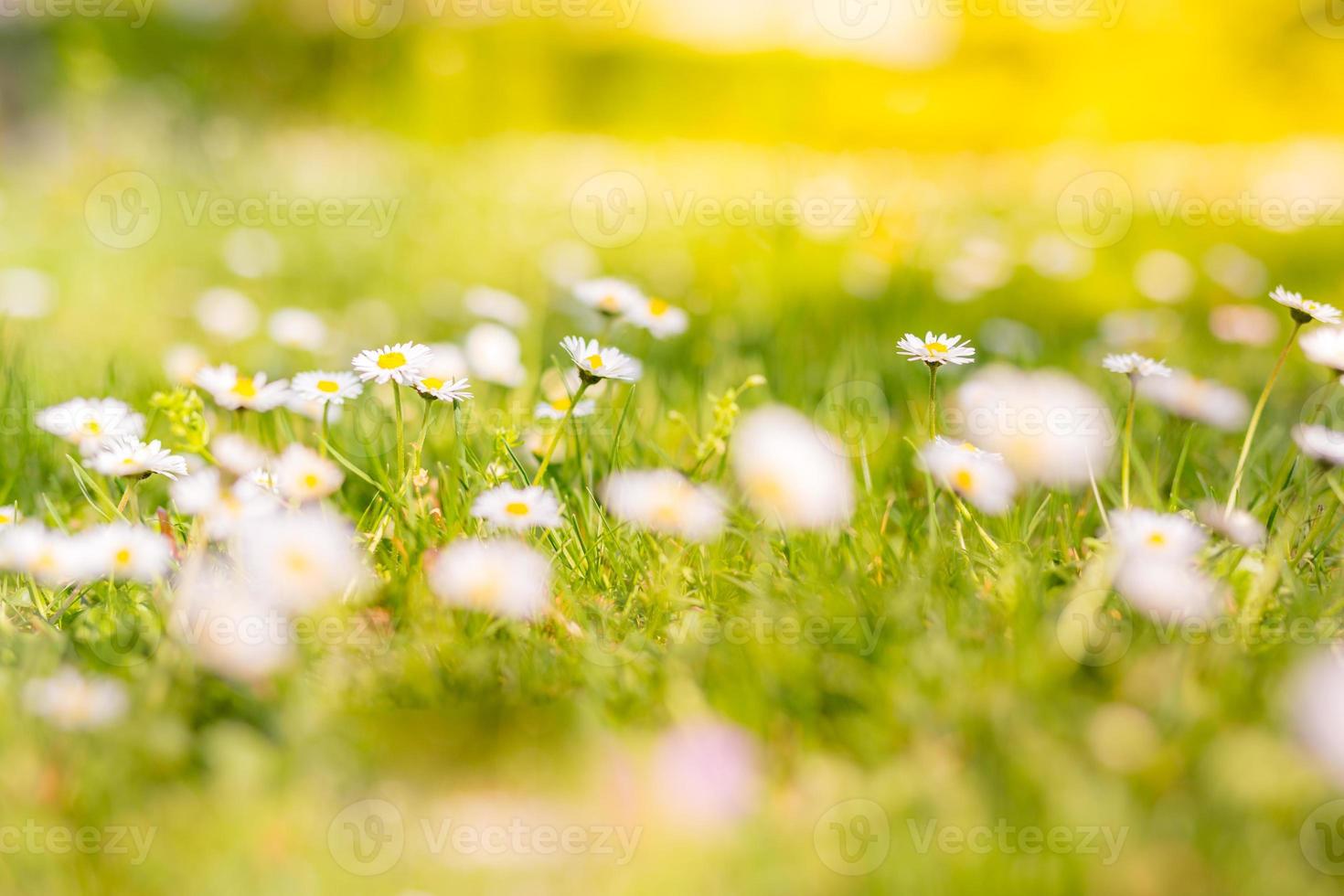 Beautiful field of daisy flowers in spring. Blurred abstract summer meadow with bright blossoms. Bright artistic nature field, beautiful summer mood, natural flowers, sun rays. Inspirational nature photo