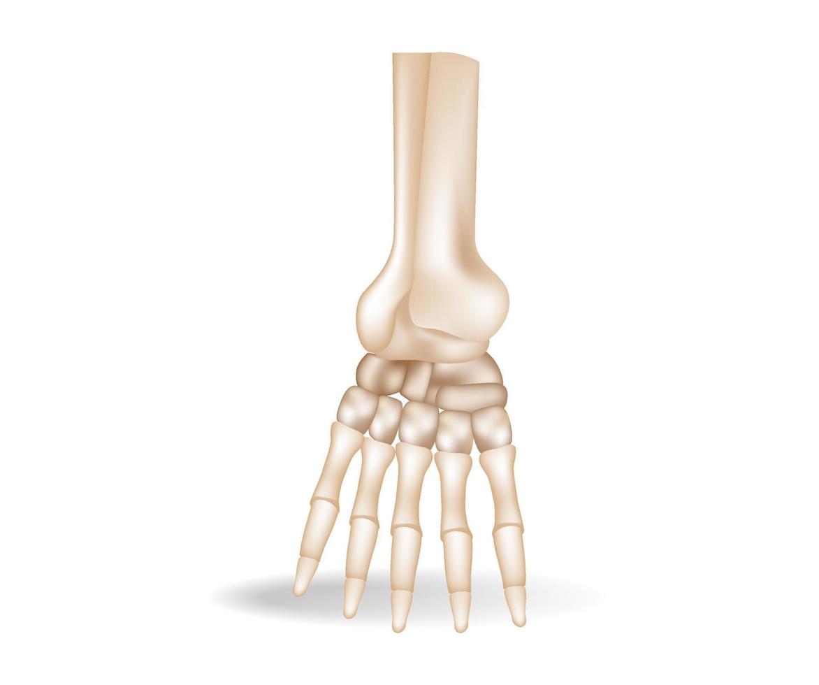 concepto de ilustración isométrica 3d plana de piezas anatómicas de huesos del pie humano vector