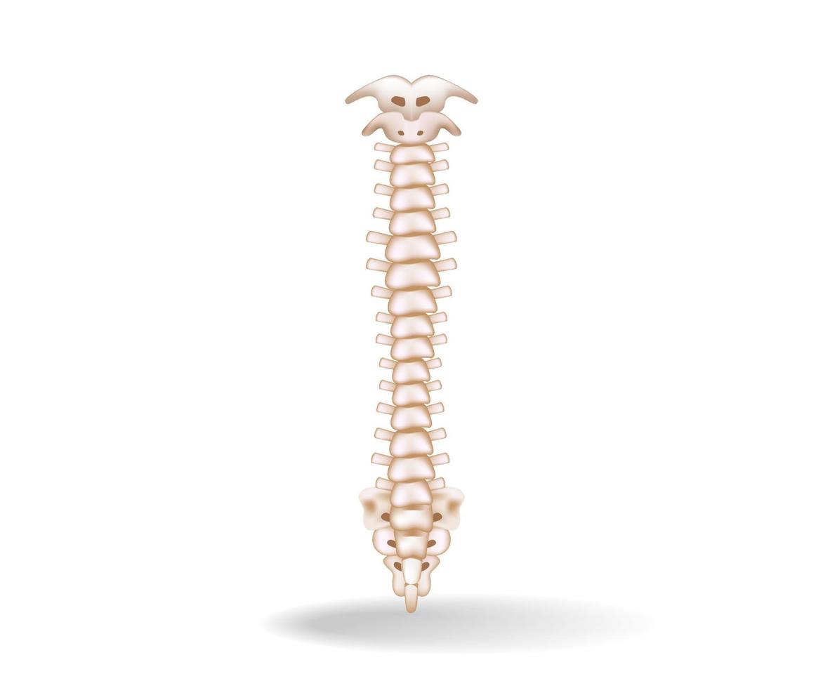 Concept flat 3d isometric illustration of spinal cord anatomy vector