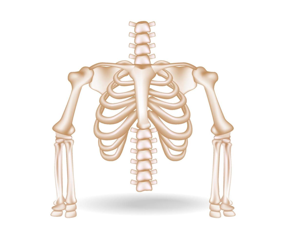 Concept flat 3d isometric illustration of anatomical cut of rib cage vector