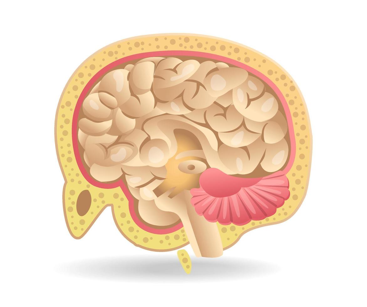 Isometric flat 3d illustration of brain slice anatomy concept on head vector