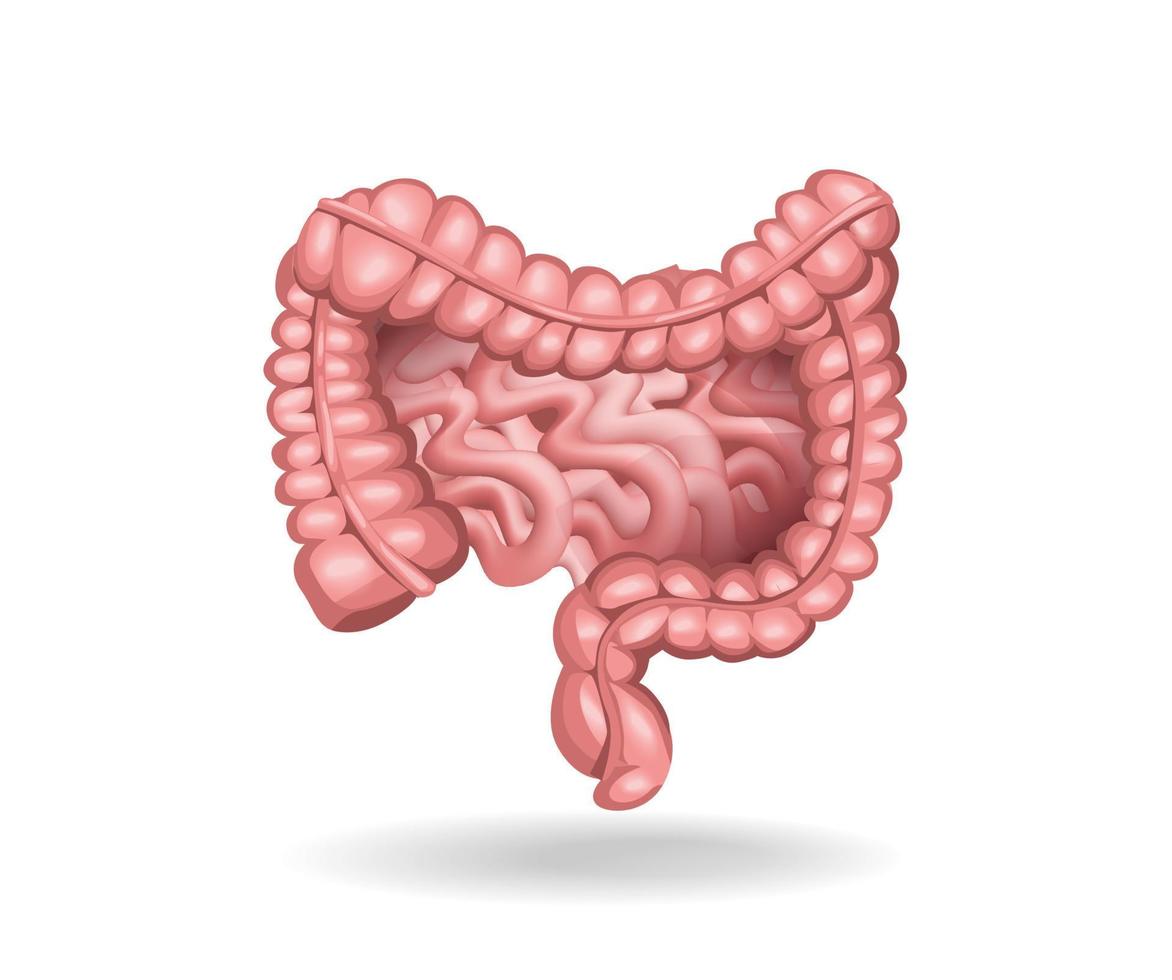 ilustración del concepto de anatomía del colon humano 3d plano isométrico vector