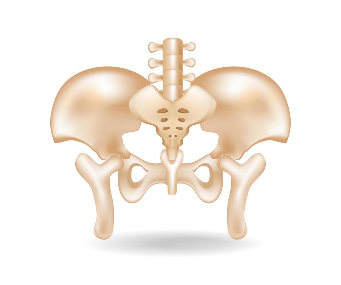 Flat 3d isometric concept illustration of pelvic bone anatomy cut vector