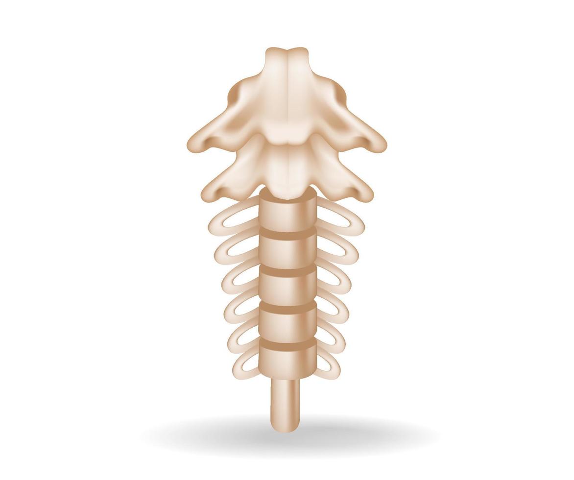 Concept flat 3d isometric illustration of spinal anatomy cutout vector