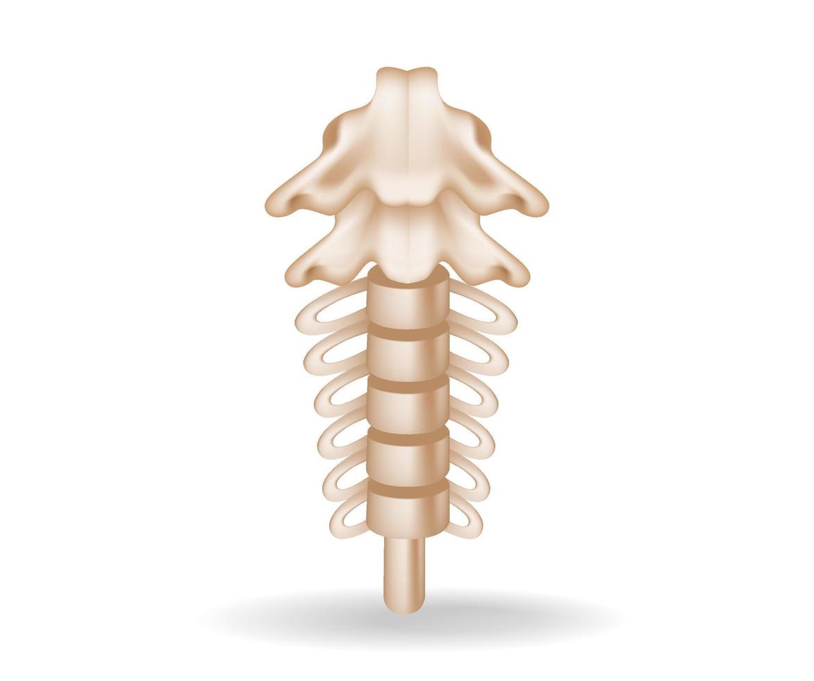 Concept flat 3d isometric illustration of spinal anatomy cutout vector