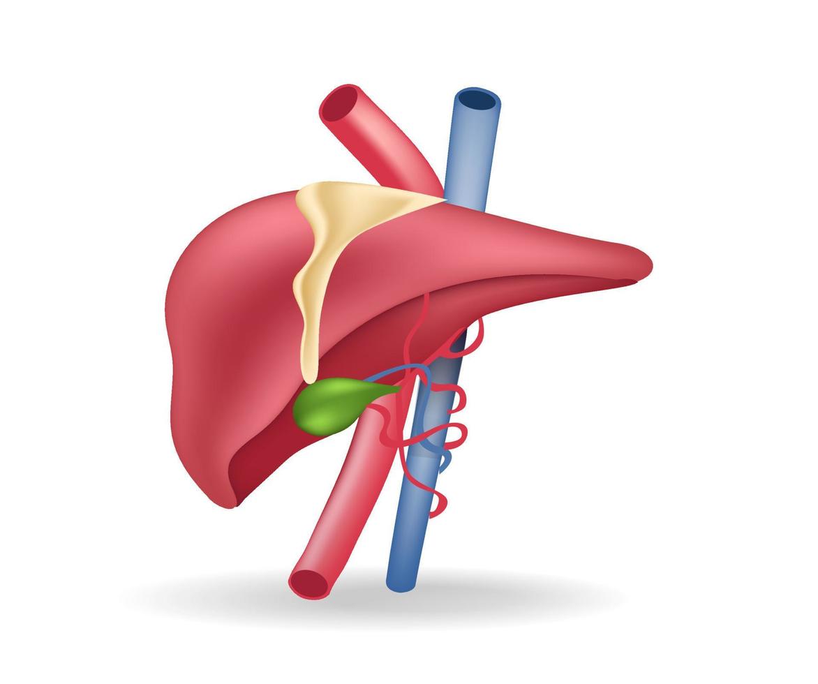 ilustración 3d plana isométrica del concepto de anatomía de los vasos sanguíneos al hígado vector