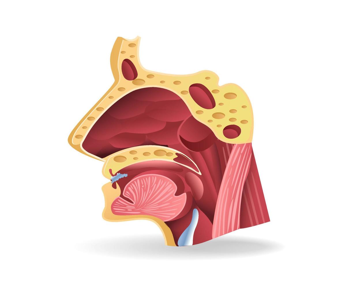ilustración 3d plana isométrica del concepto de anatomía de la sección de la cara del tracto respiratorio vector