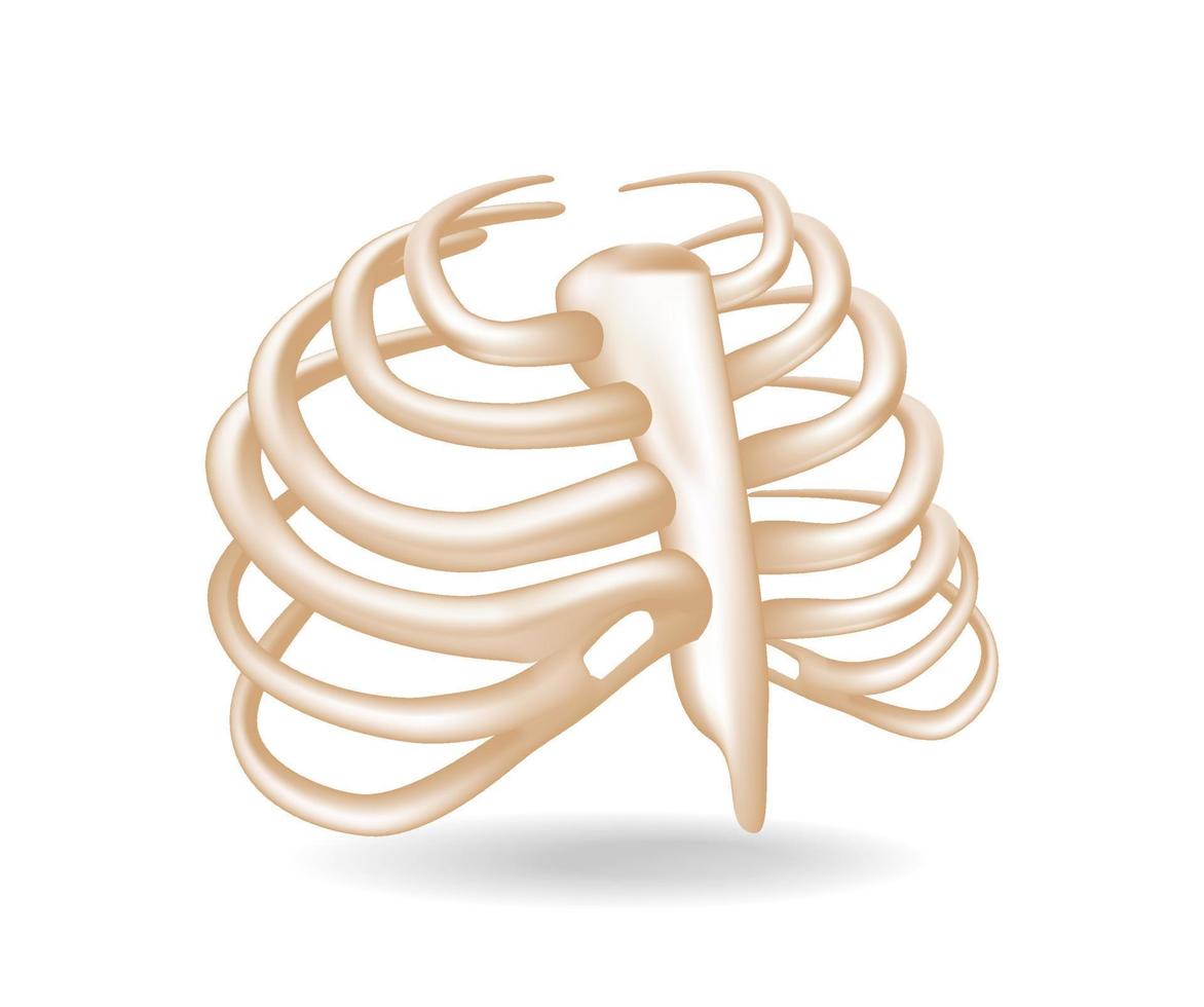 Flat 3d isometric illustration concept of anatomical cut of the arrangement of ribs or chest vector