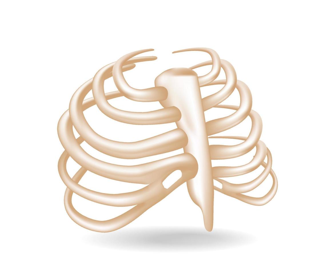 concepto de ilustración isométrica 3d plana de corte anatómico de la disposición de las costillas o el tórax vector