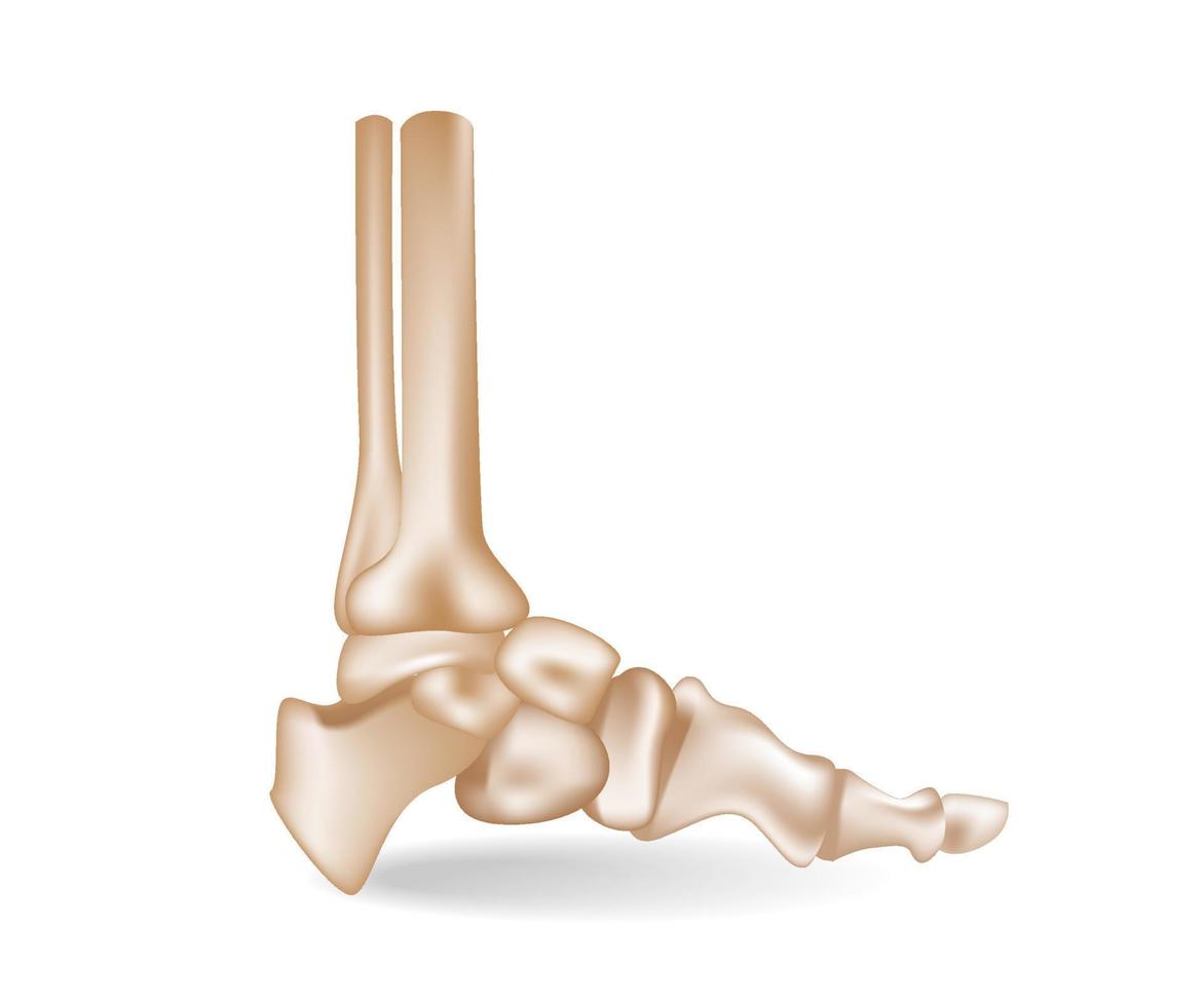 Concept flat 3d isometric illustration of anatomical pieces of the arrangement of the bones of the sole of the foot vector