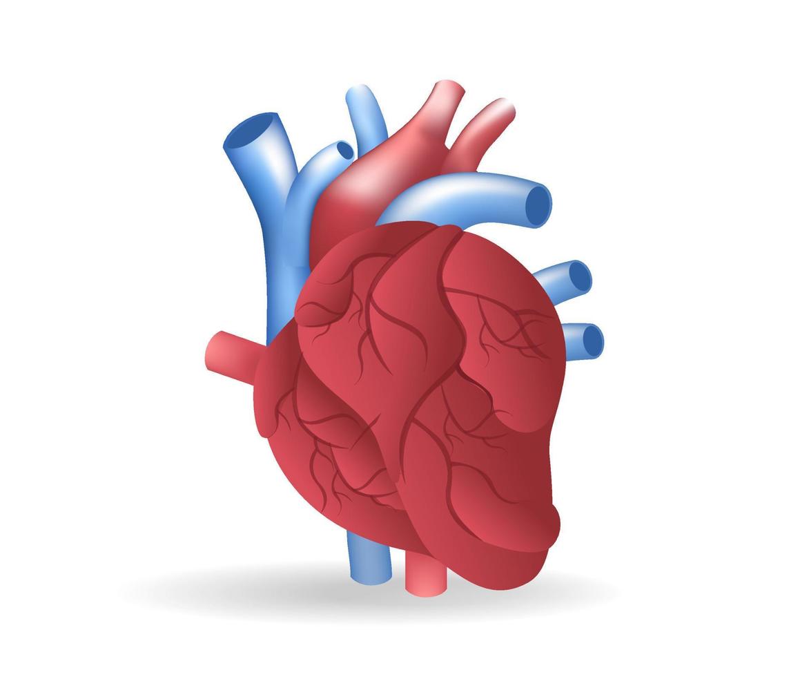 ilustración 3d plana isométrica del concepto de anatomía de la vena del corazón vector