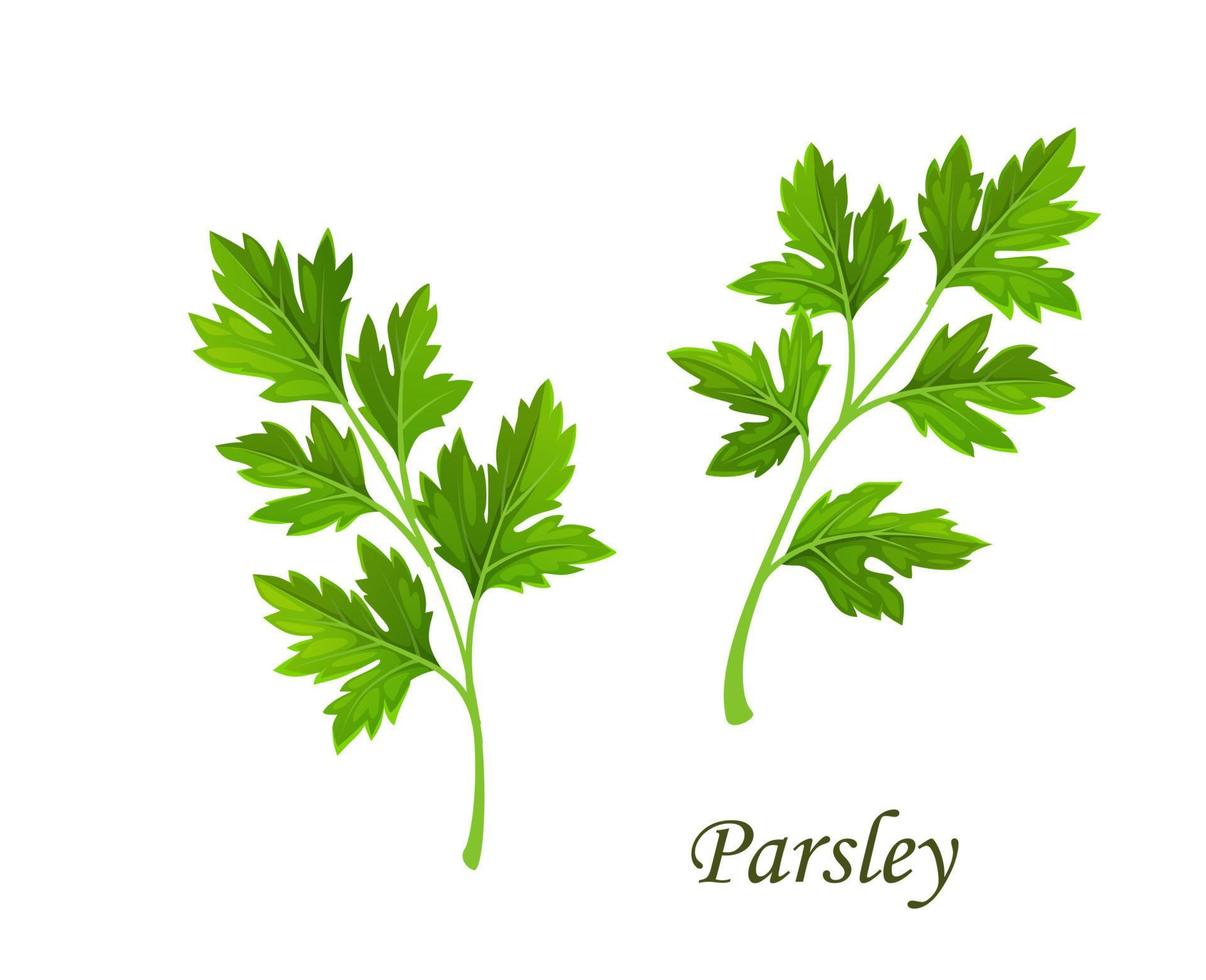 Parsley greenery, isolated cilantro or coriander vector