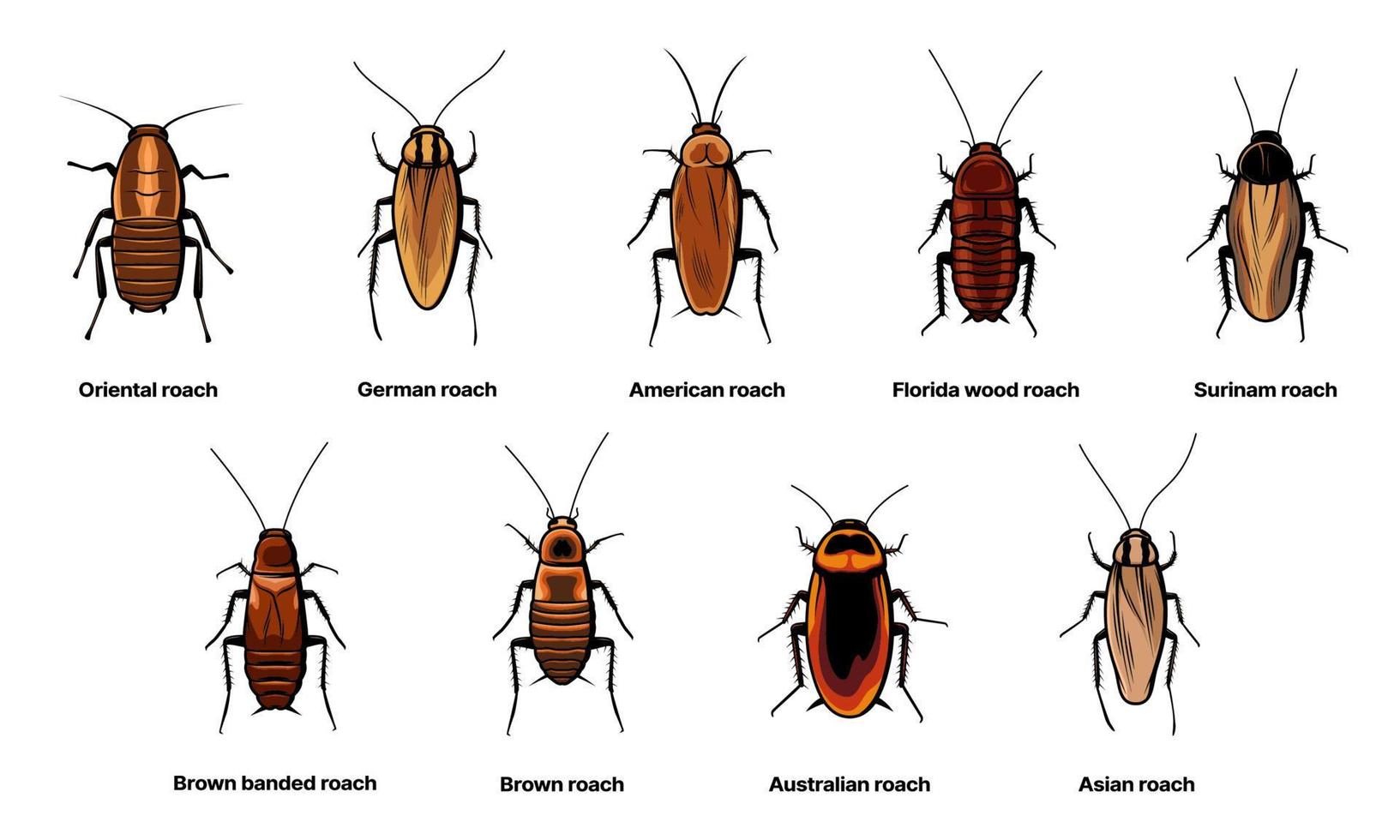 conjunto de cucarachas, cucarachas de insectos e íconos de especies de insectos vector