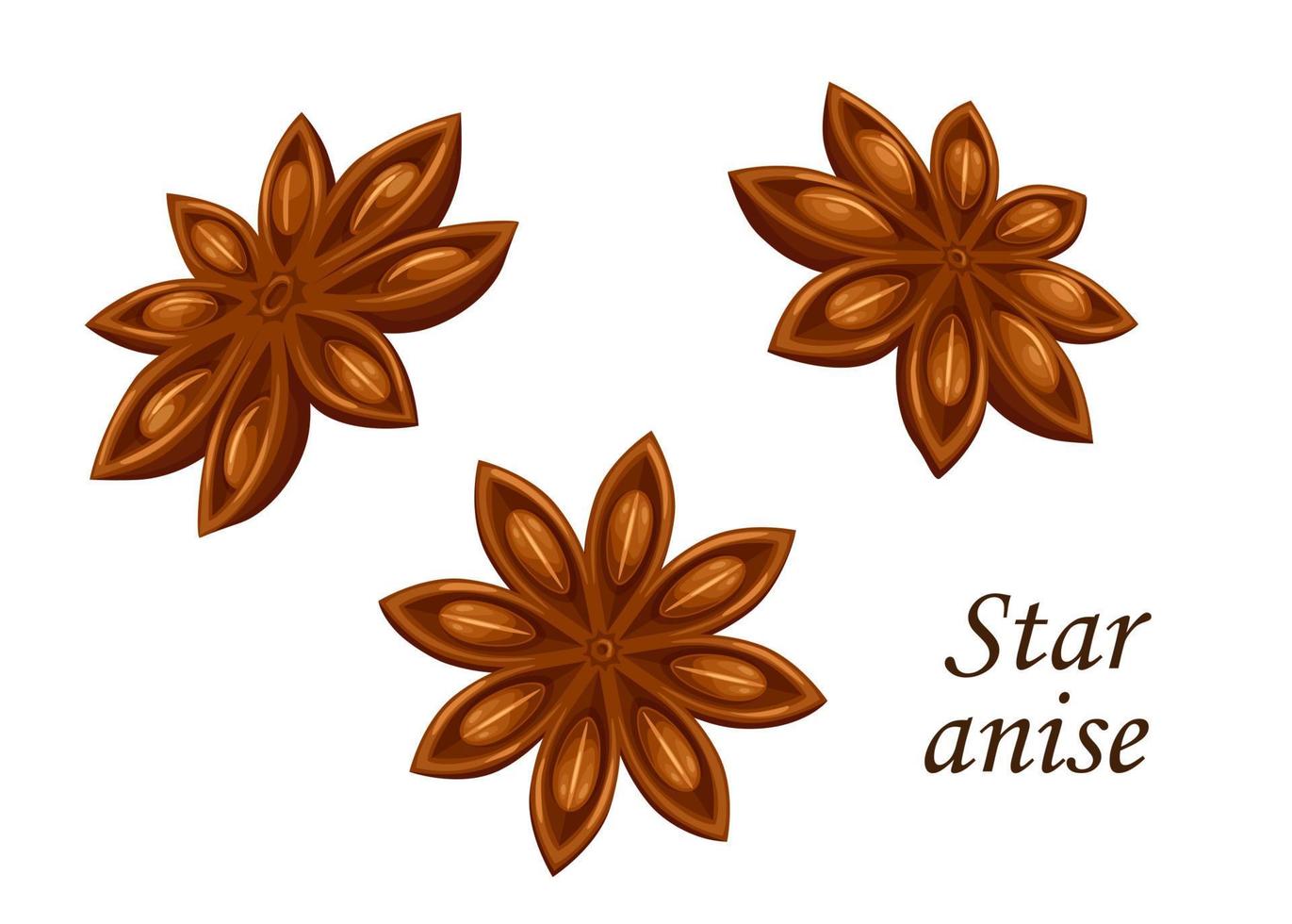 Star anise seed, food spice, seasoning, condiment vector