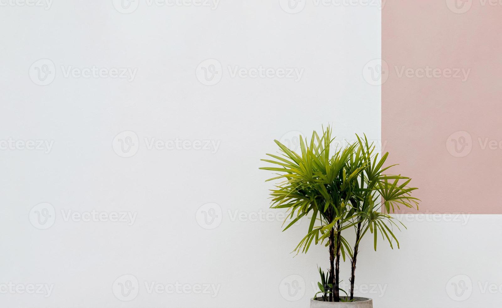 Lady palm tree in pot decoration at cement wall of building,Isolated Pot Plant next to White Concrete background,Rhapis excelsa palm is perfect for a flourish of lush interior greenery for decoration photo