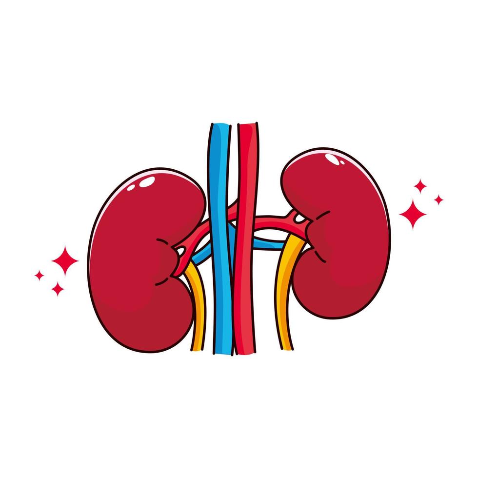 órgano interno humano con riñón. ilustración de icono plano de dibujos animados de vector aislado sobre fondo blanco.