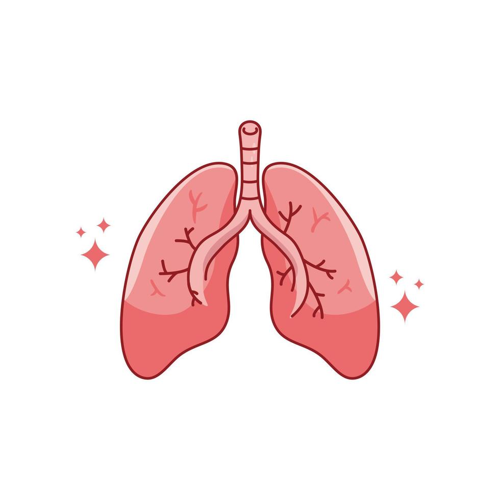 órgano interno humano con pulmones. ilustración de icono plano de dibujos animados de vector aislado sobre fondo blanco. 15601345 Vector en Vecteezy órgano interno humano con pulmones. ilustración de icono plano de dibujos animados de vector aislado sobre fondo blanco. 15601345 Vector en Vecteezy